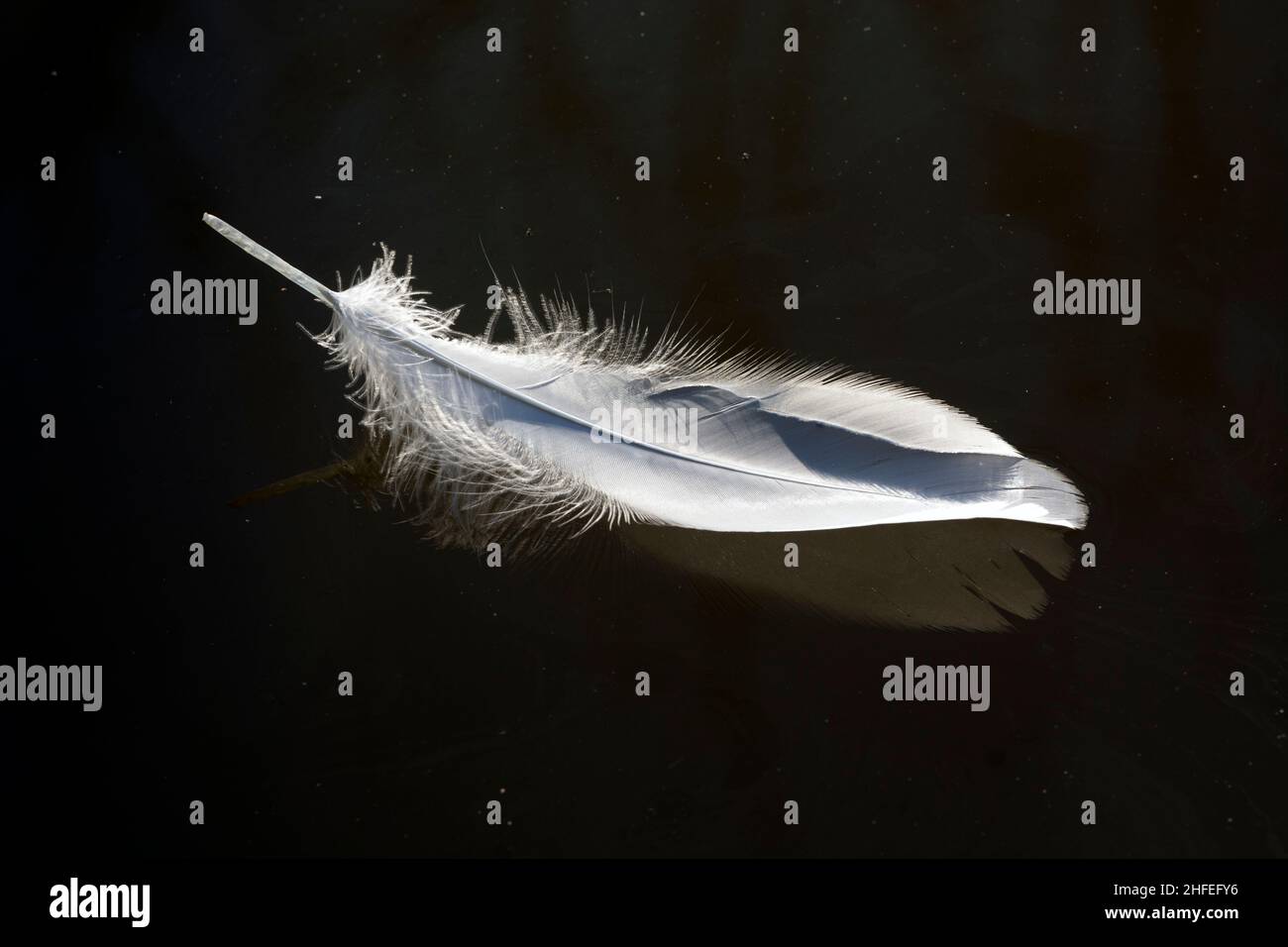 A swan`s feather floating on water Stock Photo